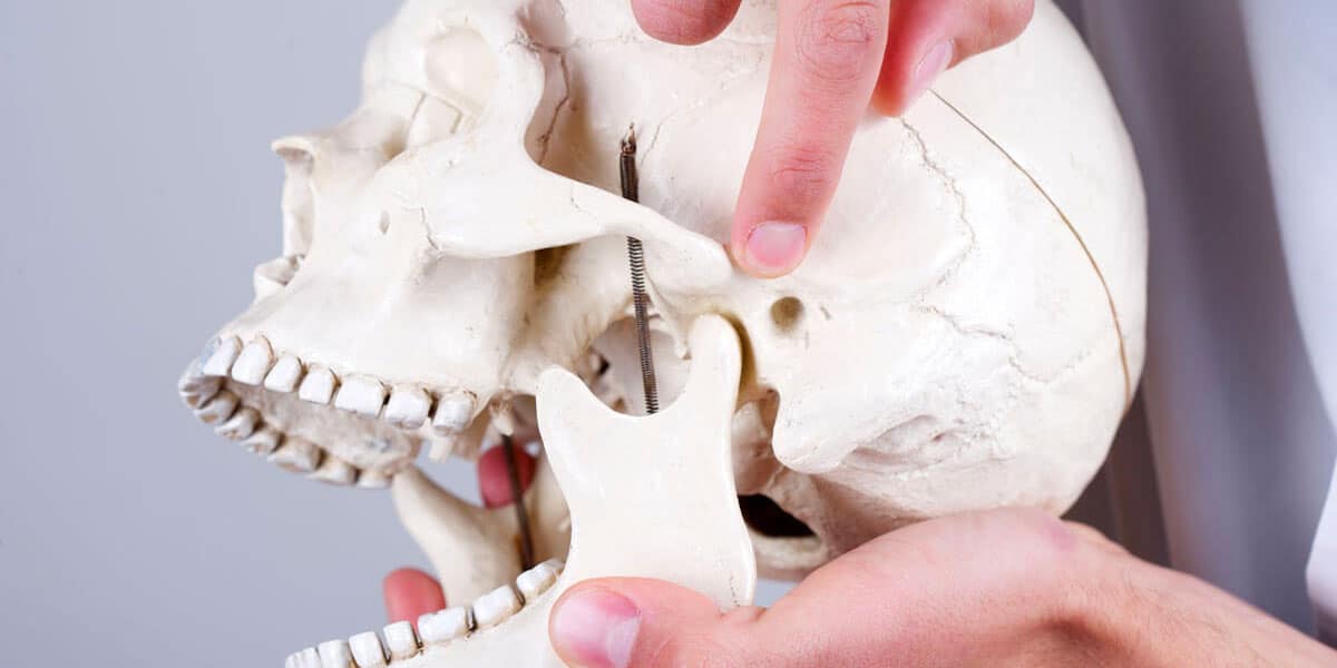 Jaw and Temporomandibular Joint: Anatomy